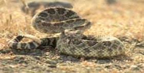 WILD_rattlesnake_west_dia_resize_lg.jpg