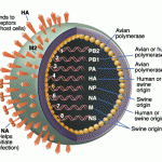 H1N1 "Swine Flu" Virus