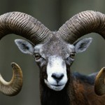 Mouflon Sheep