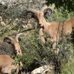 Aoudad Sheep